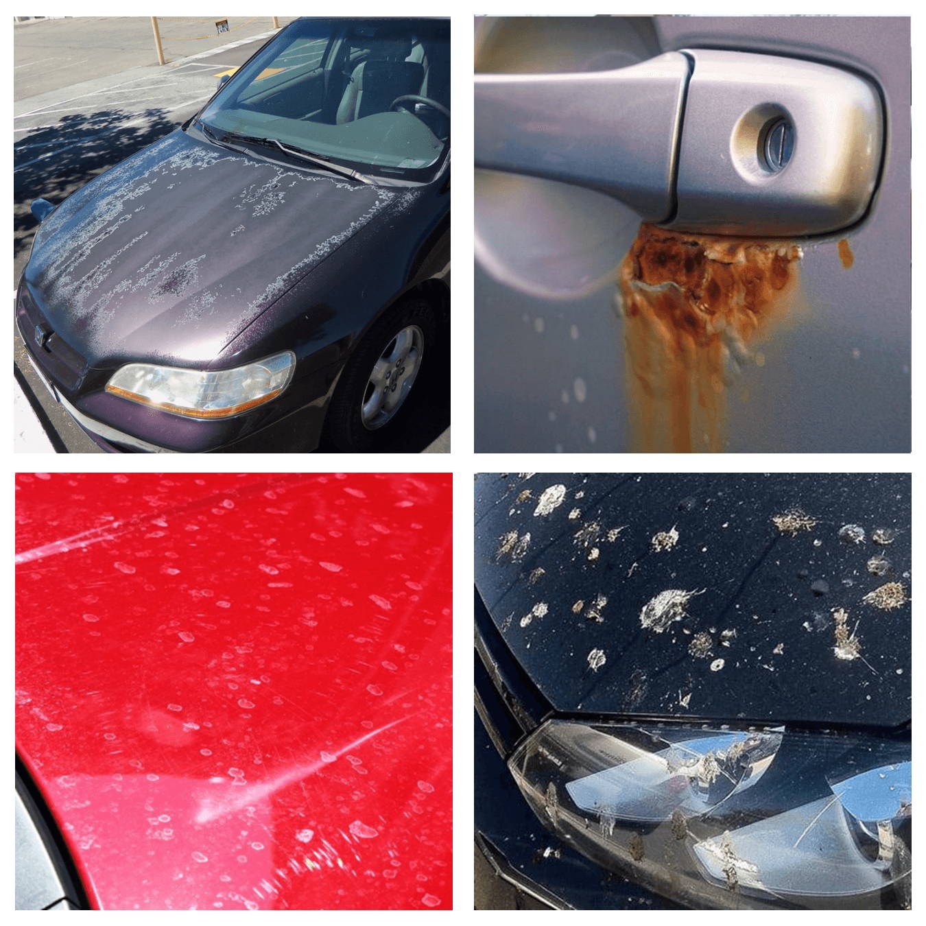 GOAT Coat Ceramic Spray by GORDON Car Care Gordon Car Care